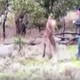 Image for article titled The Story Behind the Viral Video of That Dude Who Socked a Kangaroo
